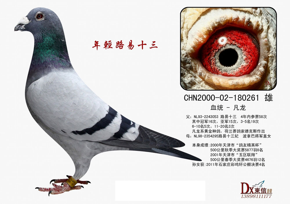 年轻路易十三(天体凡龙)