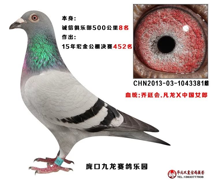 种鸽