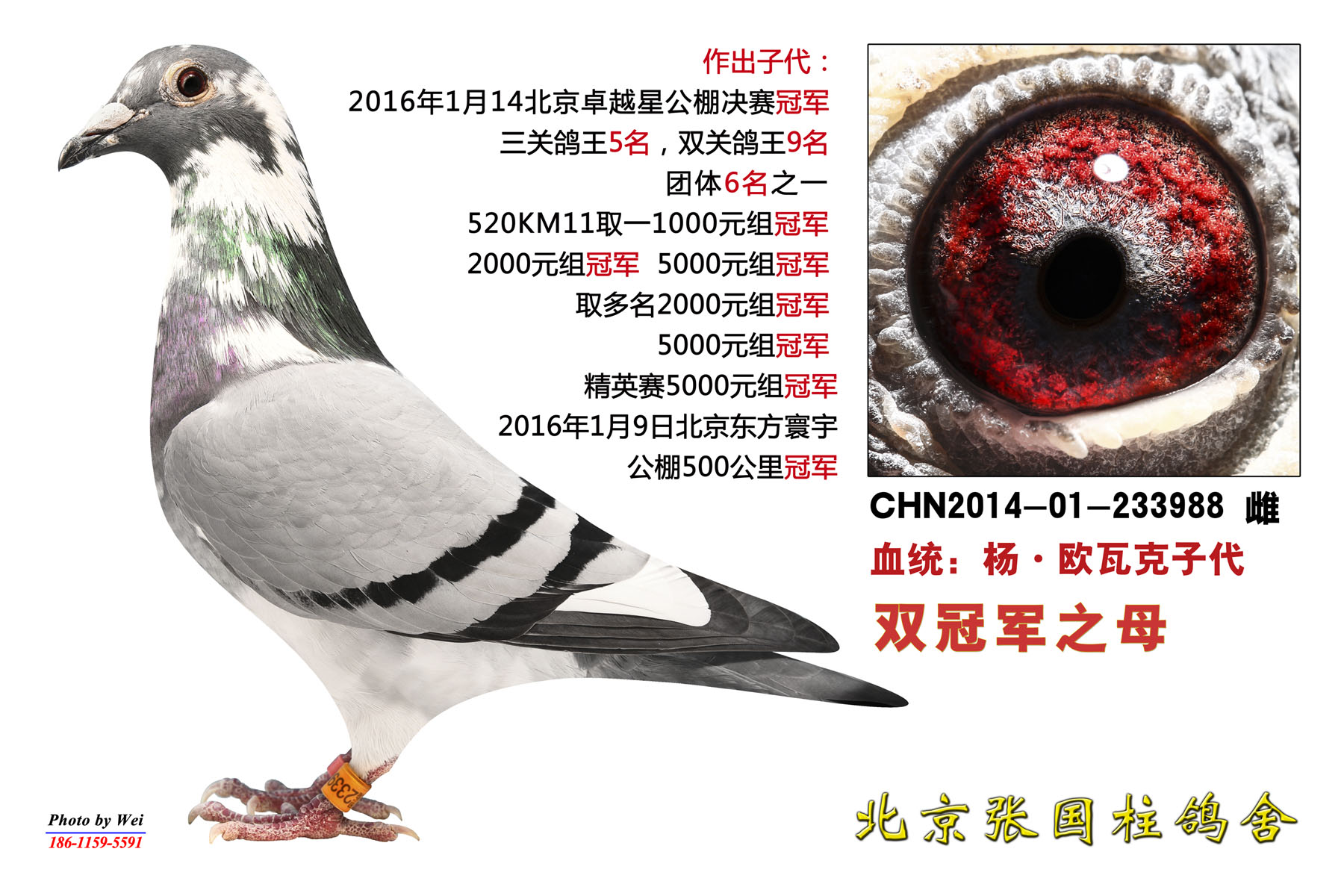 双冠军之母_北京张国柱鸽舍_ag188.com爱鸽商城_中国信鸽信息网