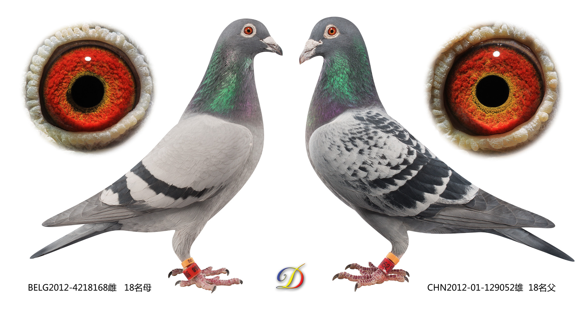 2017年比利时鸽环颜色图片