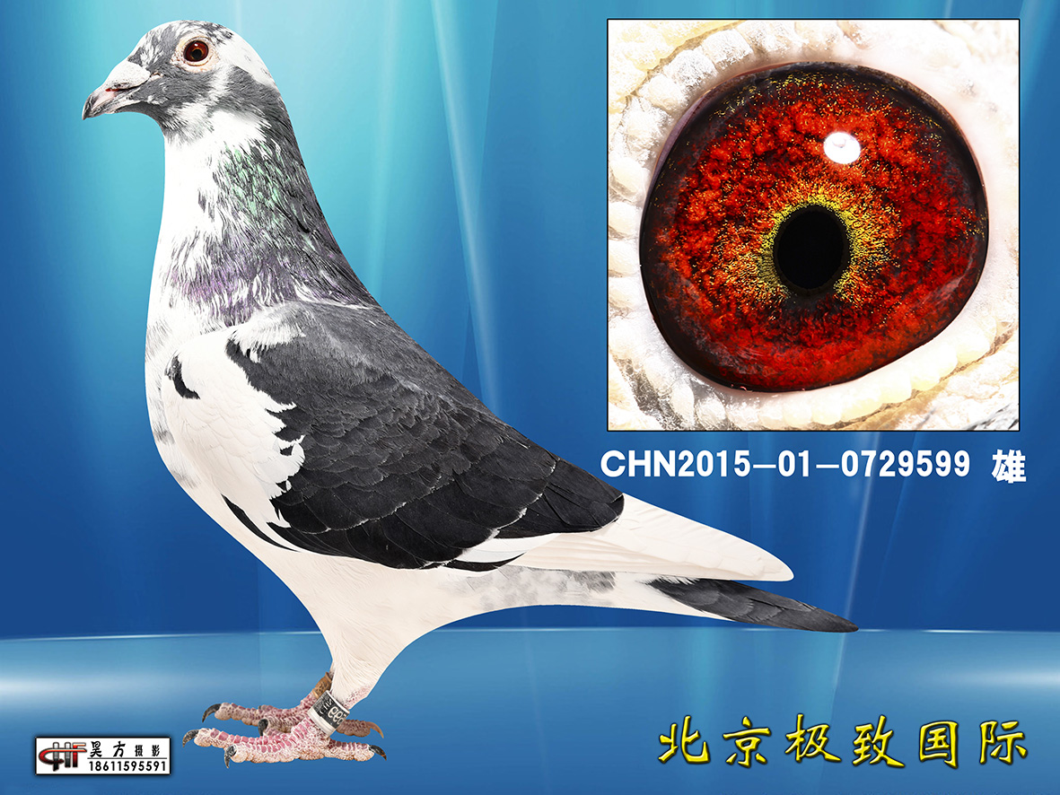"白头席维斯特"近血_极致国际_ ag188.com爱鸽商城_中国信鸽信息网