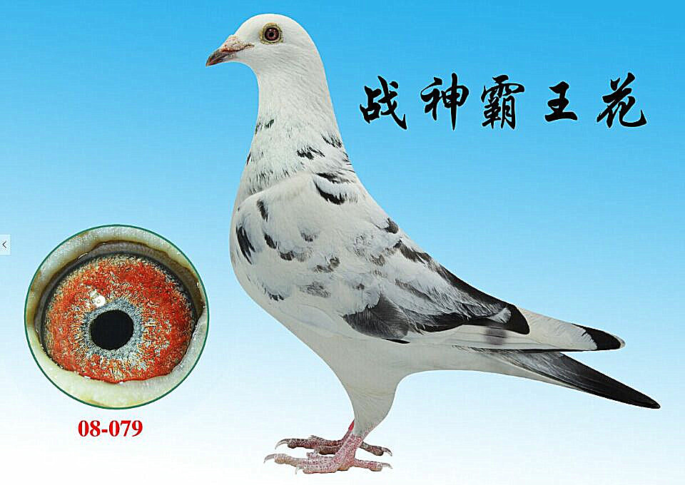 李巴克-战神霸王花_台湾培英鸽舍_ ag188.com爱鸽商城_中国信鸽信息网