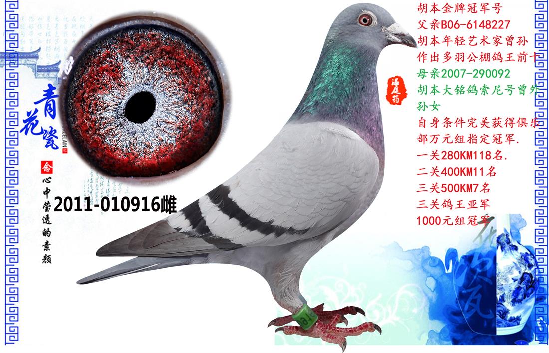 胡本金牌冠军_七喜堂种鸽舍_ ag188.com爱鸽商城_中国信鸽信息网