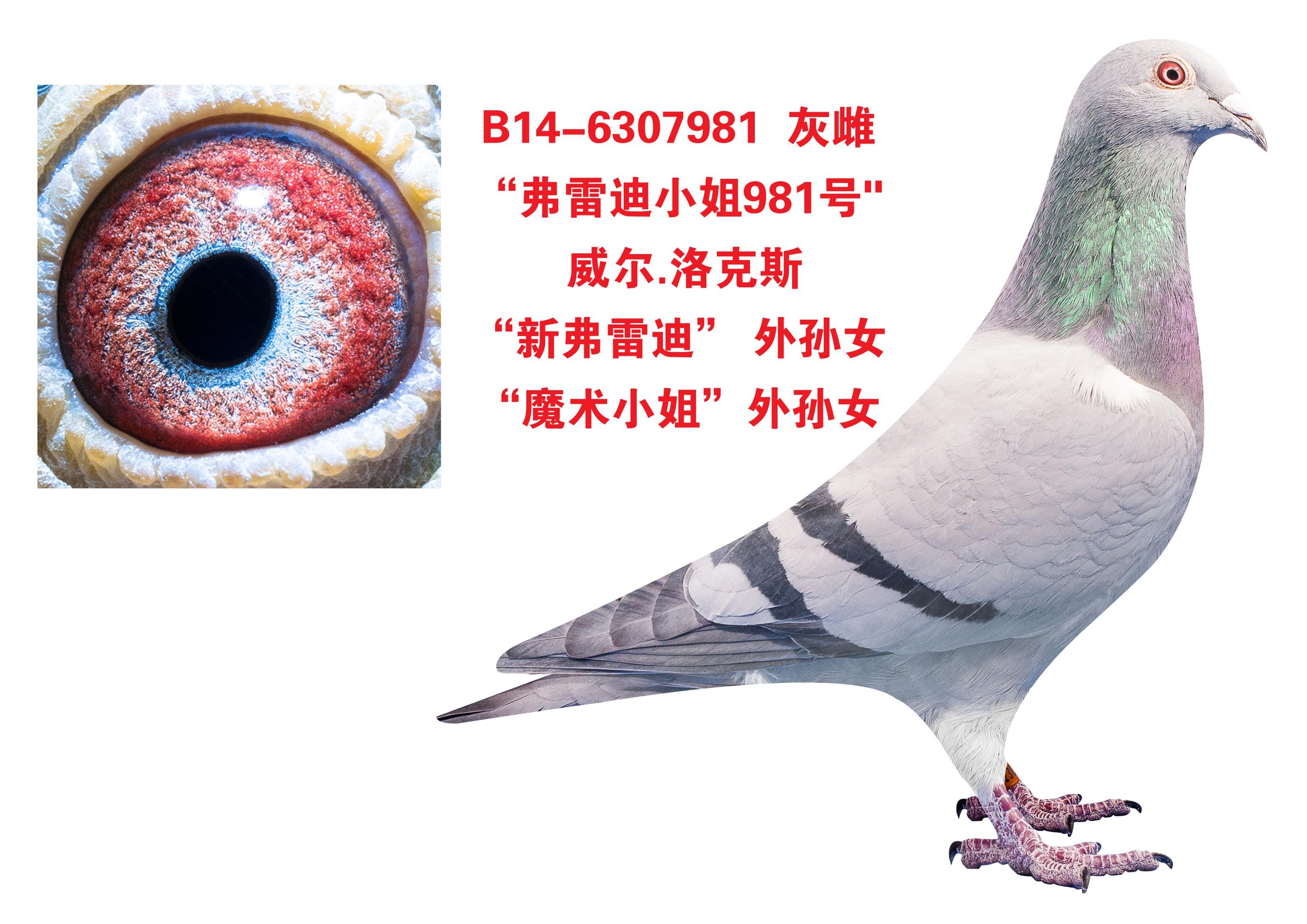 "弗雷迪小姐981号"_晋宝翔_ ag188.com爱鸽商城_中国信鸽信息网