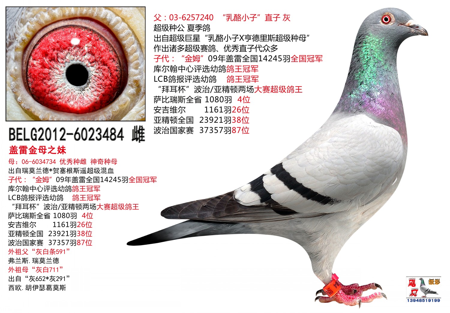 南通陆军极速鸽舍