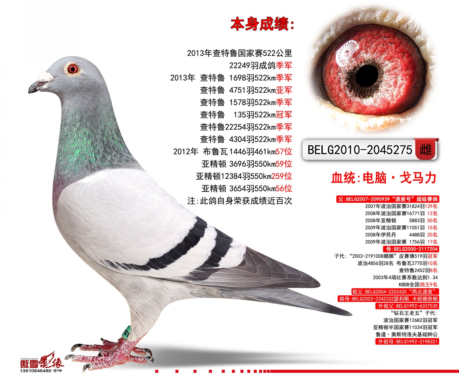 电脑·戈马力赛绩鸽_南通陆军极速鸽舍_ ag188.