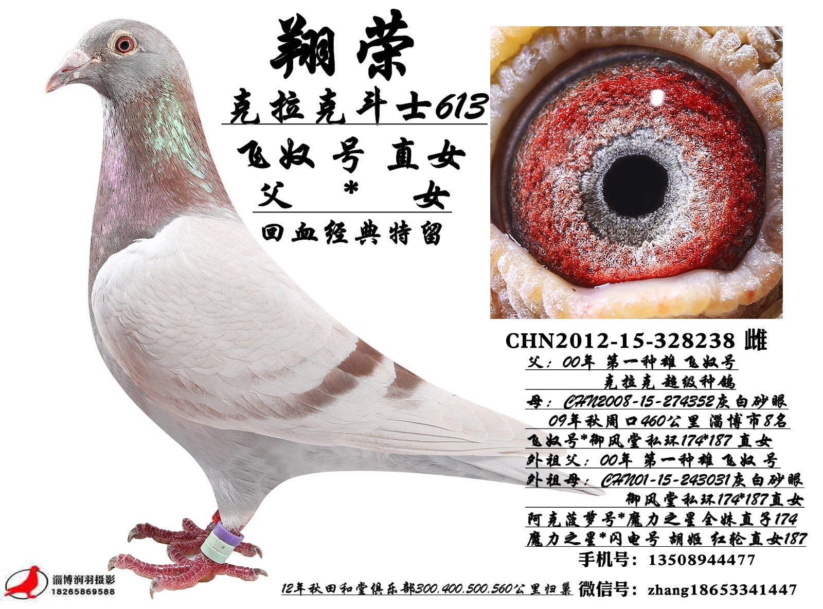 克拉克斗士613_山东翔荣鸽业-中信网爱鸽商城