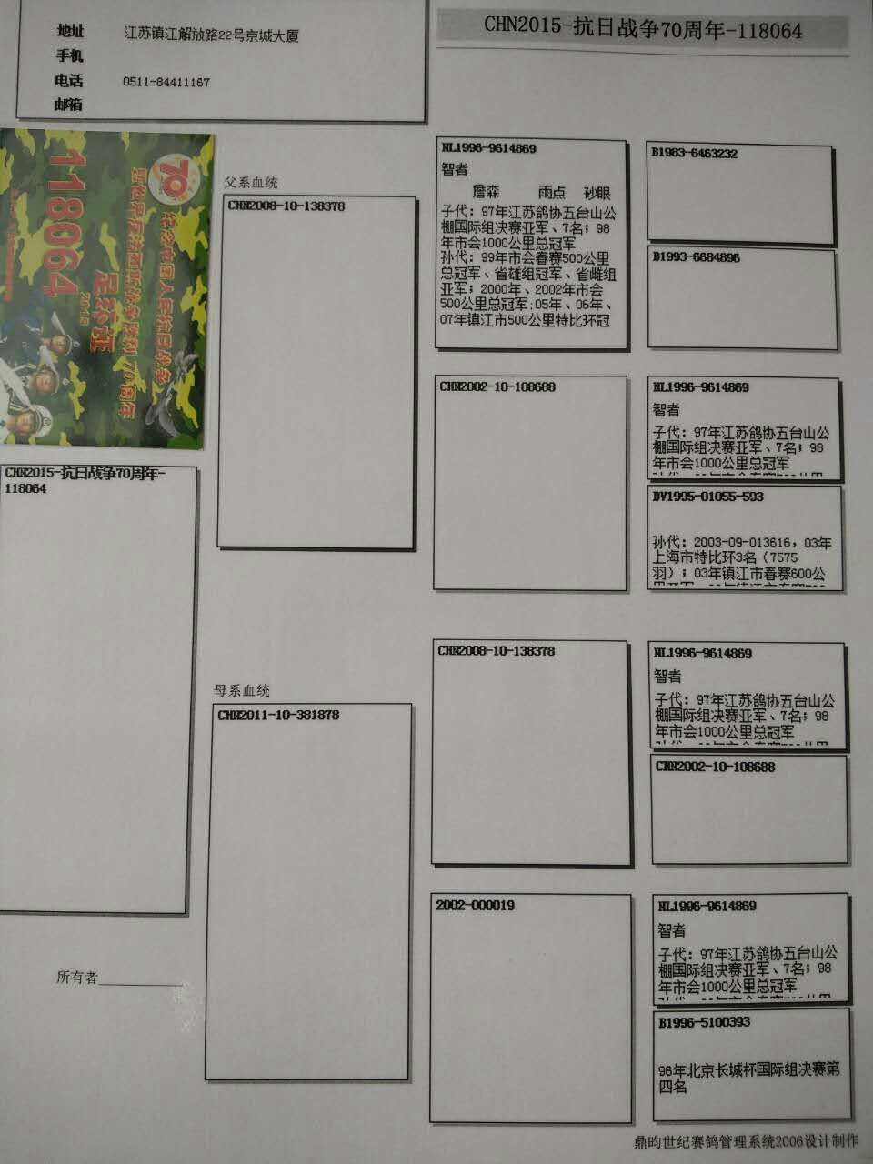 淮南陈志强智者869信鸽图片