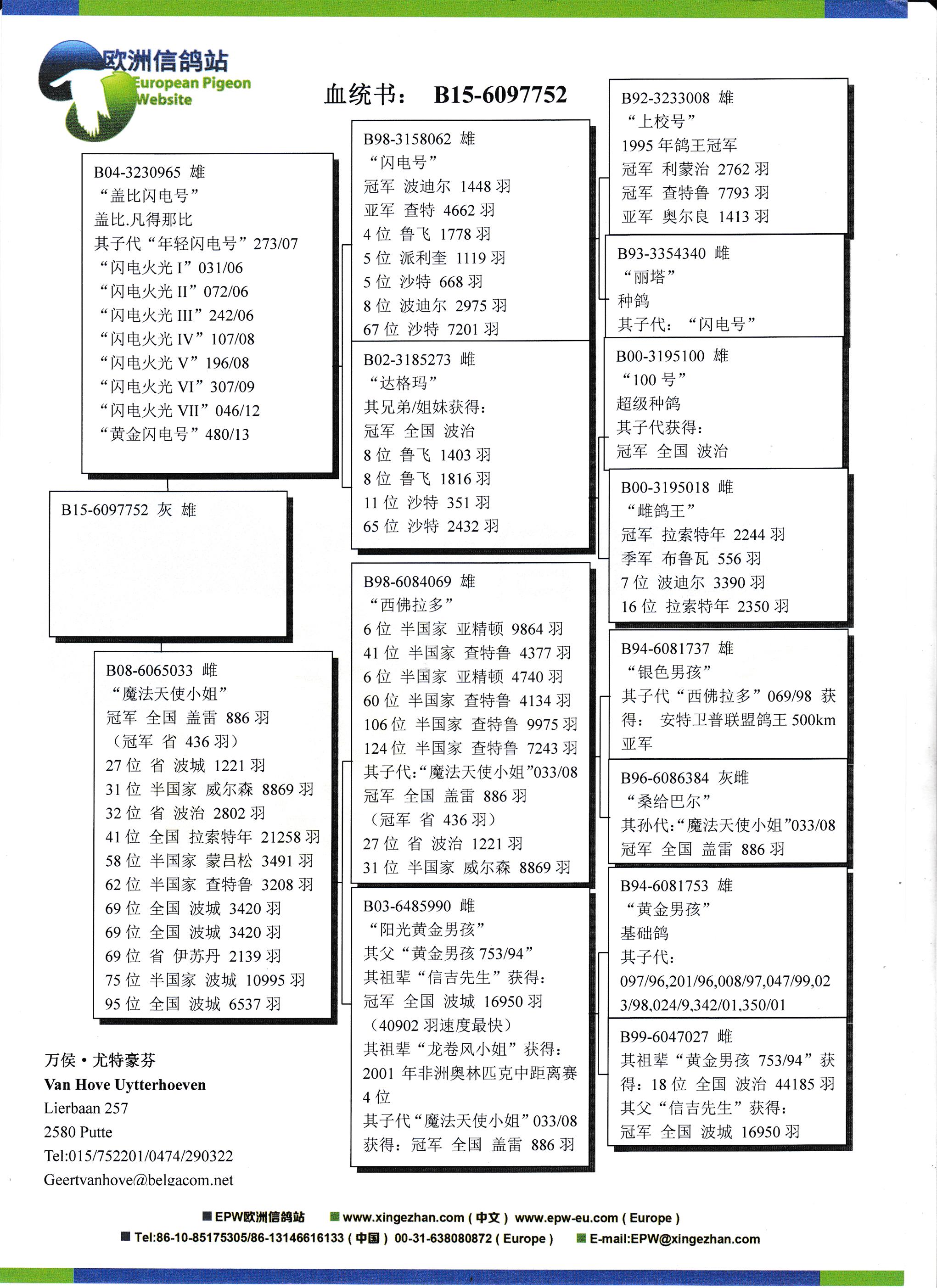 惠比特盖文血统表图片