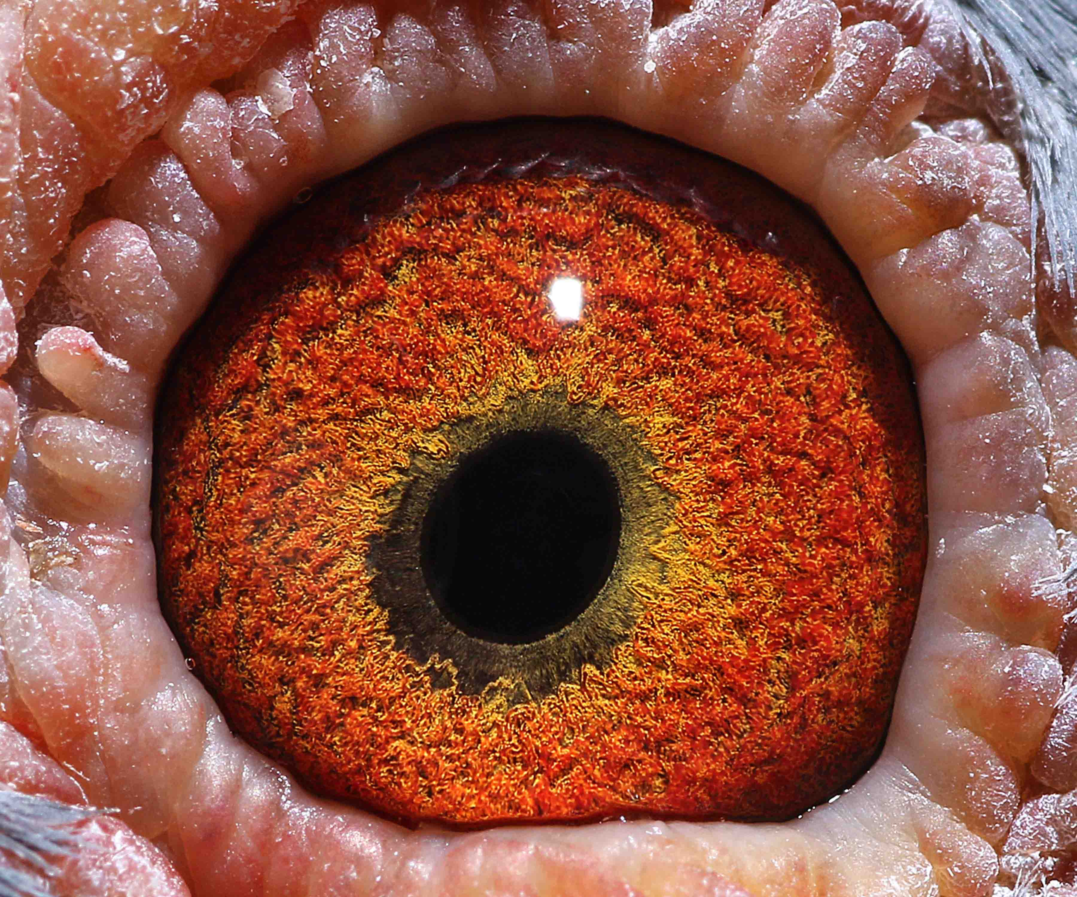 黄眼号直子_新加坡阳升国际鸽舍_ ag188.com爱鸽商城_中国信鸽信息网