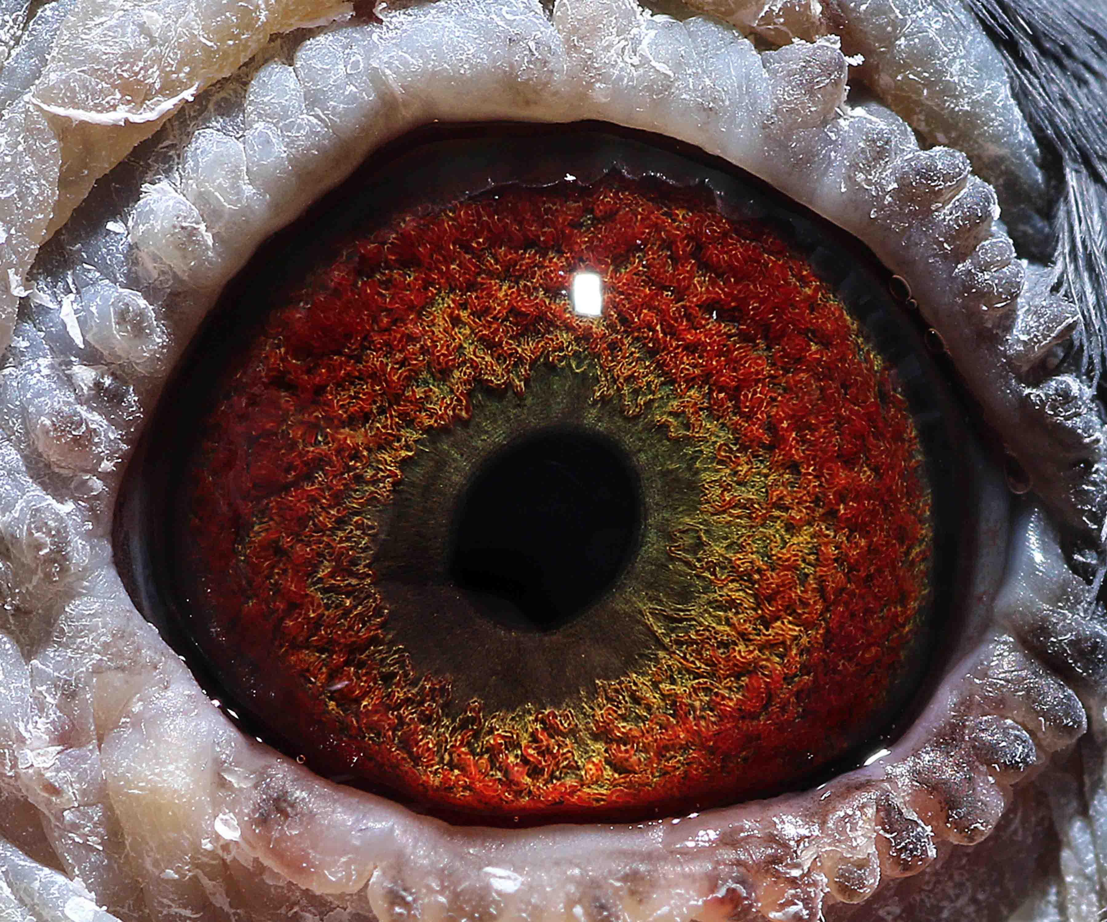 com爱鸽商城_中国信鸽信息网