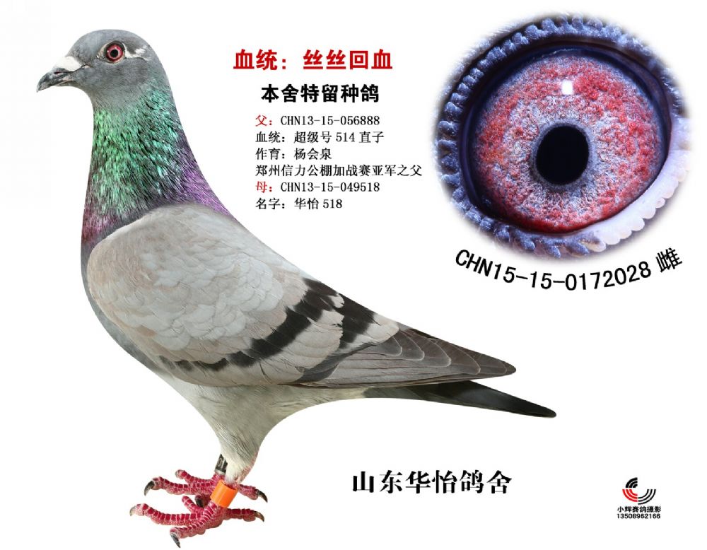 超级号514回血鸽