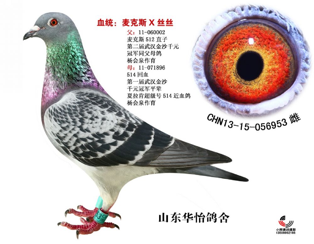 com爱鸽商城_中国信鸽信息网