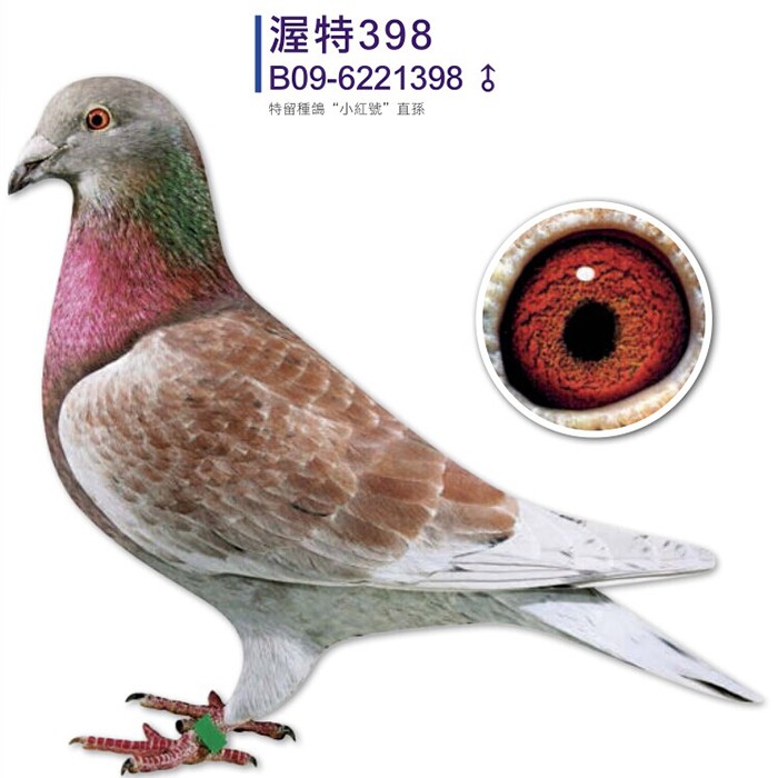 红宝石小红号《小红号直孙》