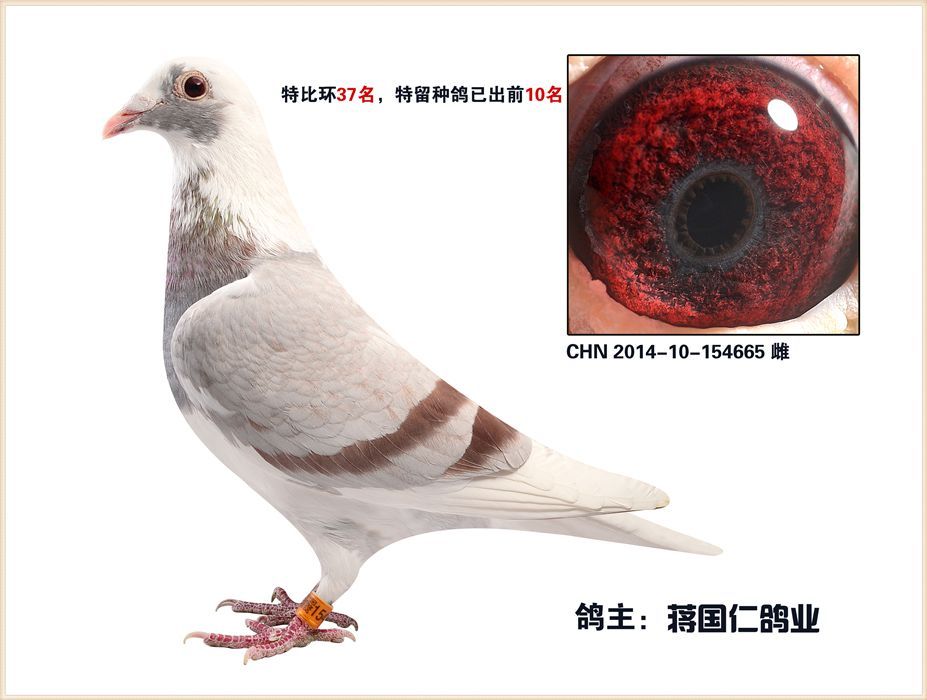 乔斯托内-汉斯 特留种雌