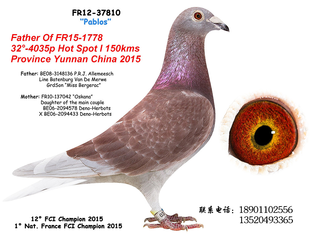 西翁种鸽(已售)