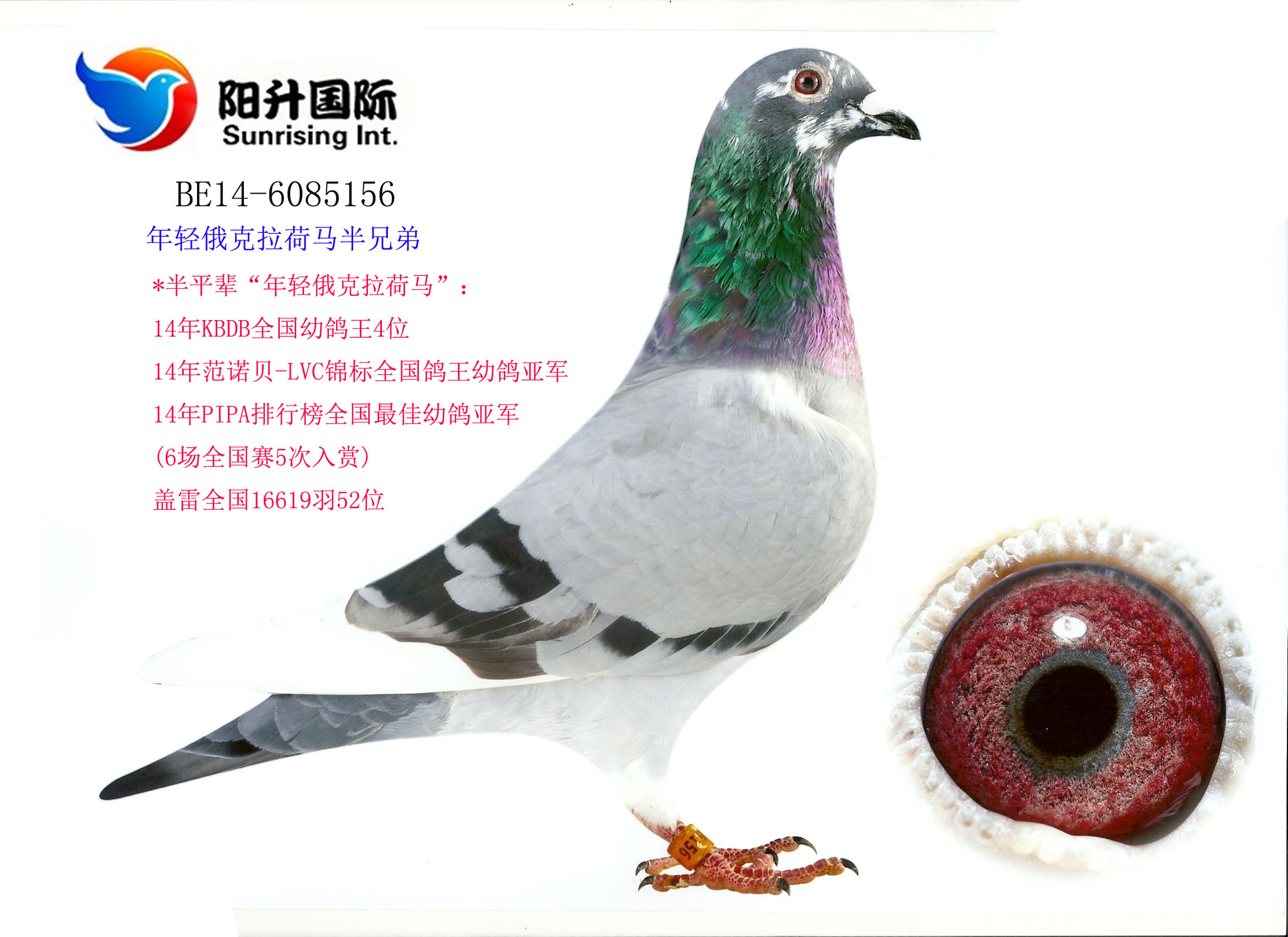 年轻俄克拉荷马半兄弟