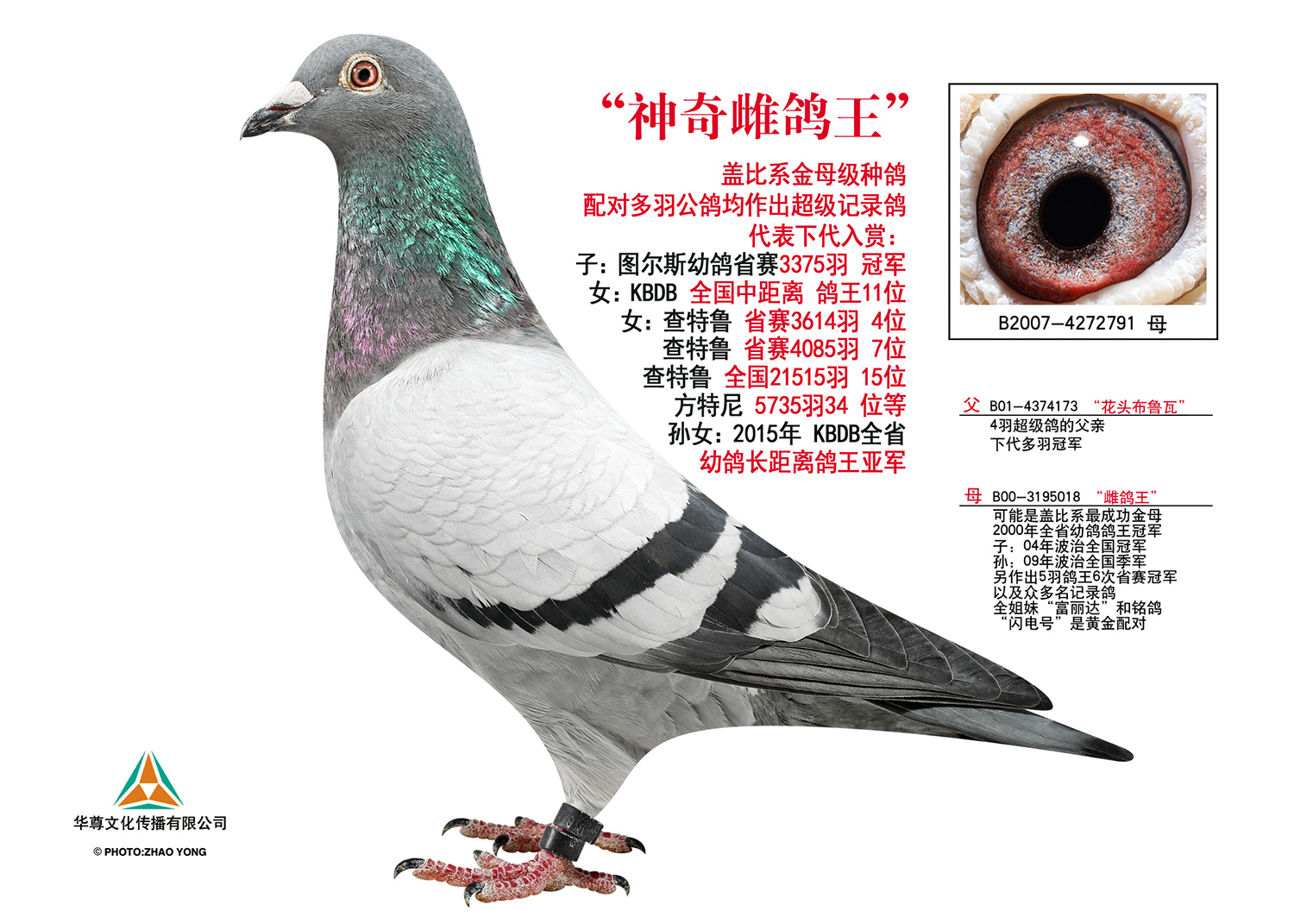 "神奇雌鸽王"_汉府鸽业_ ag188.com爱鸽商城_中国信鸽信息网