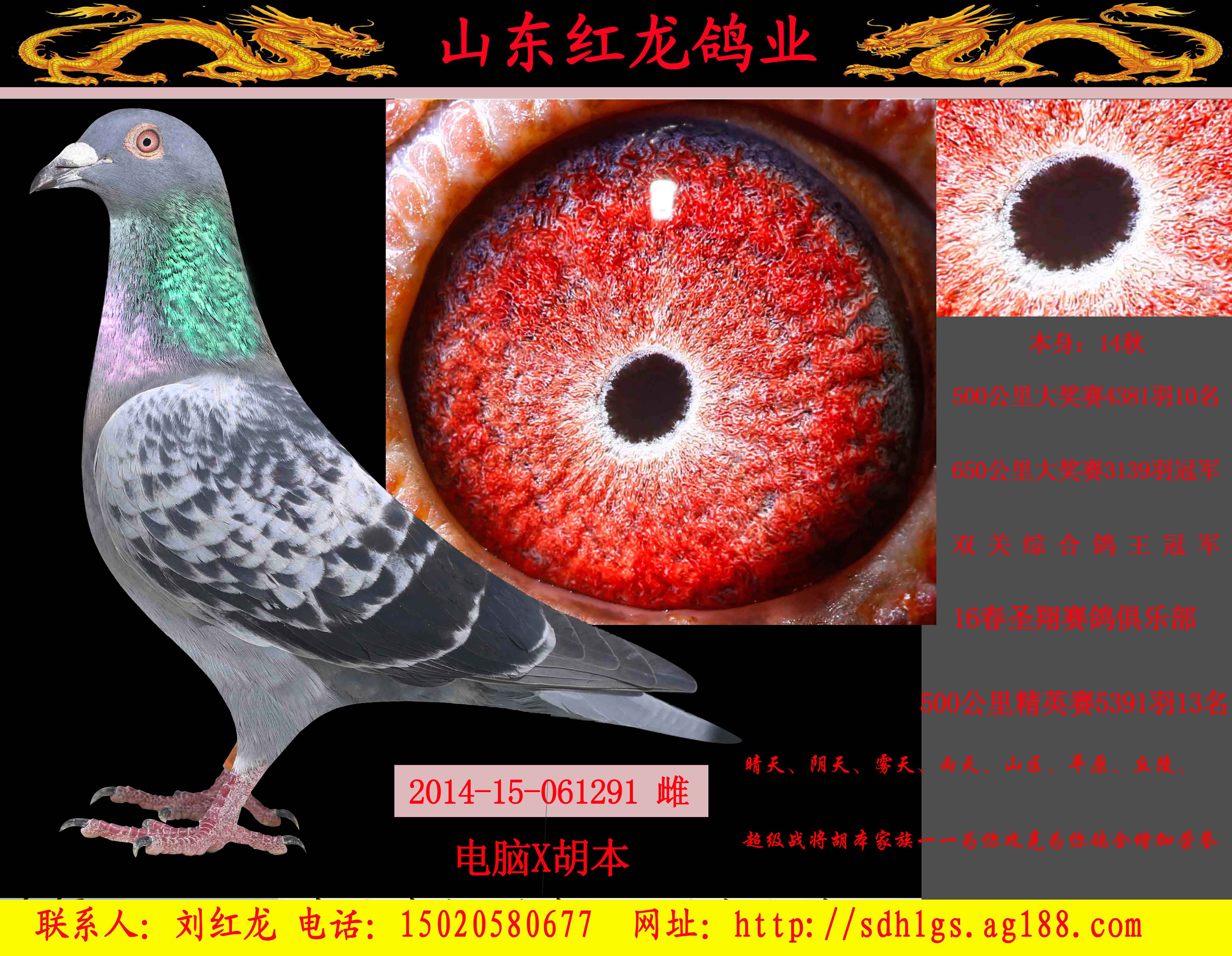 电脑x胡本1291_山东红龙鸽业_ ag188.com爱鸽商城_中国信鸽信息网