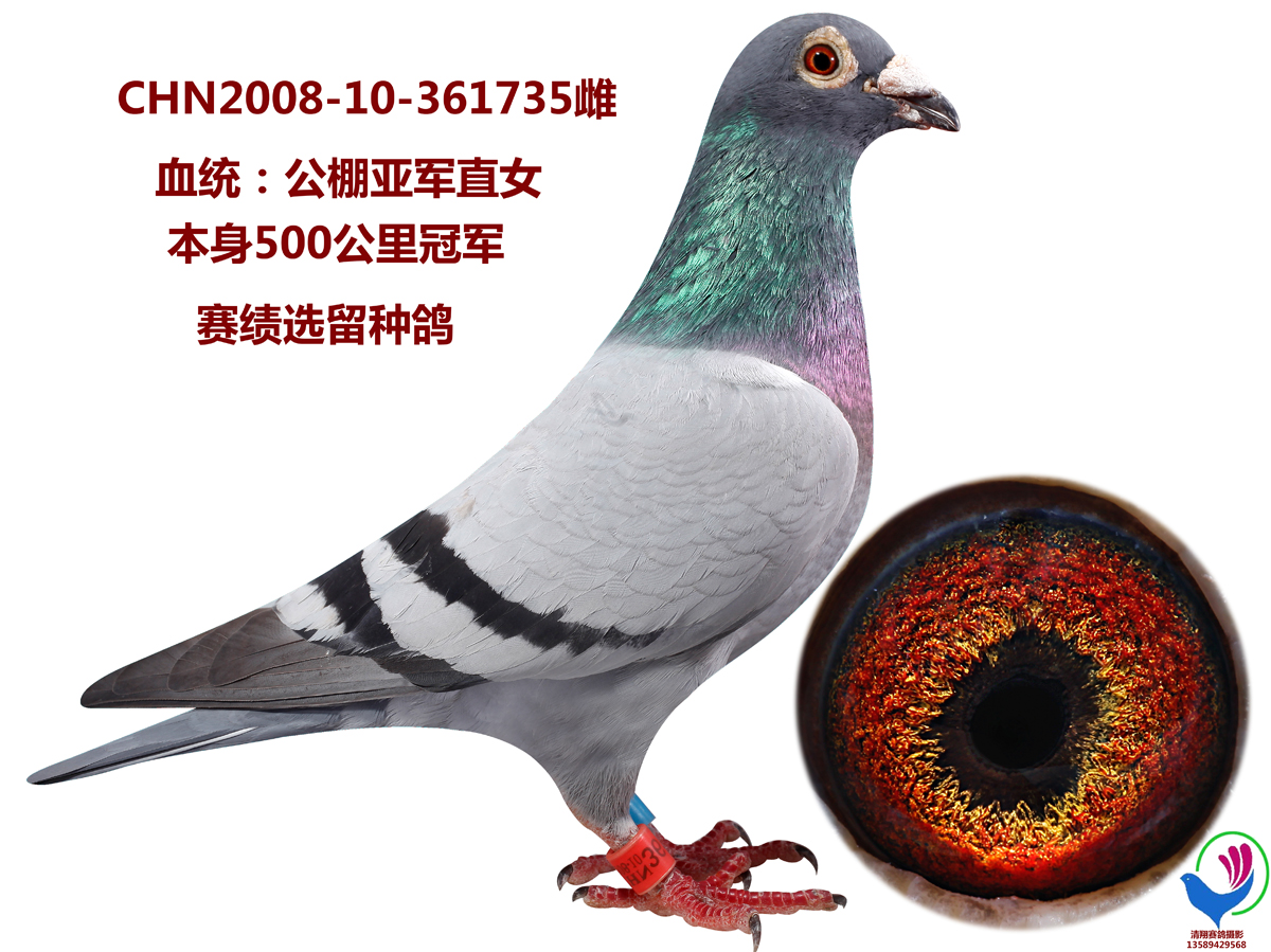 西佛托依赛绩鸽