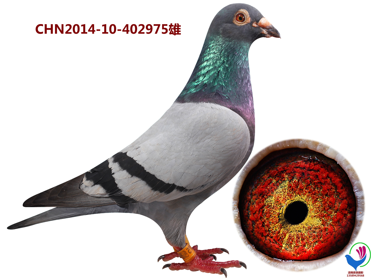 西佛托依赛绩鸽