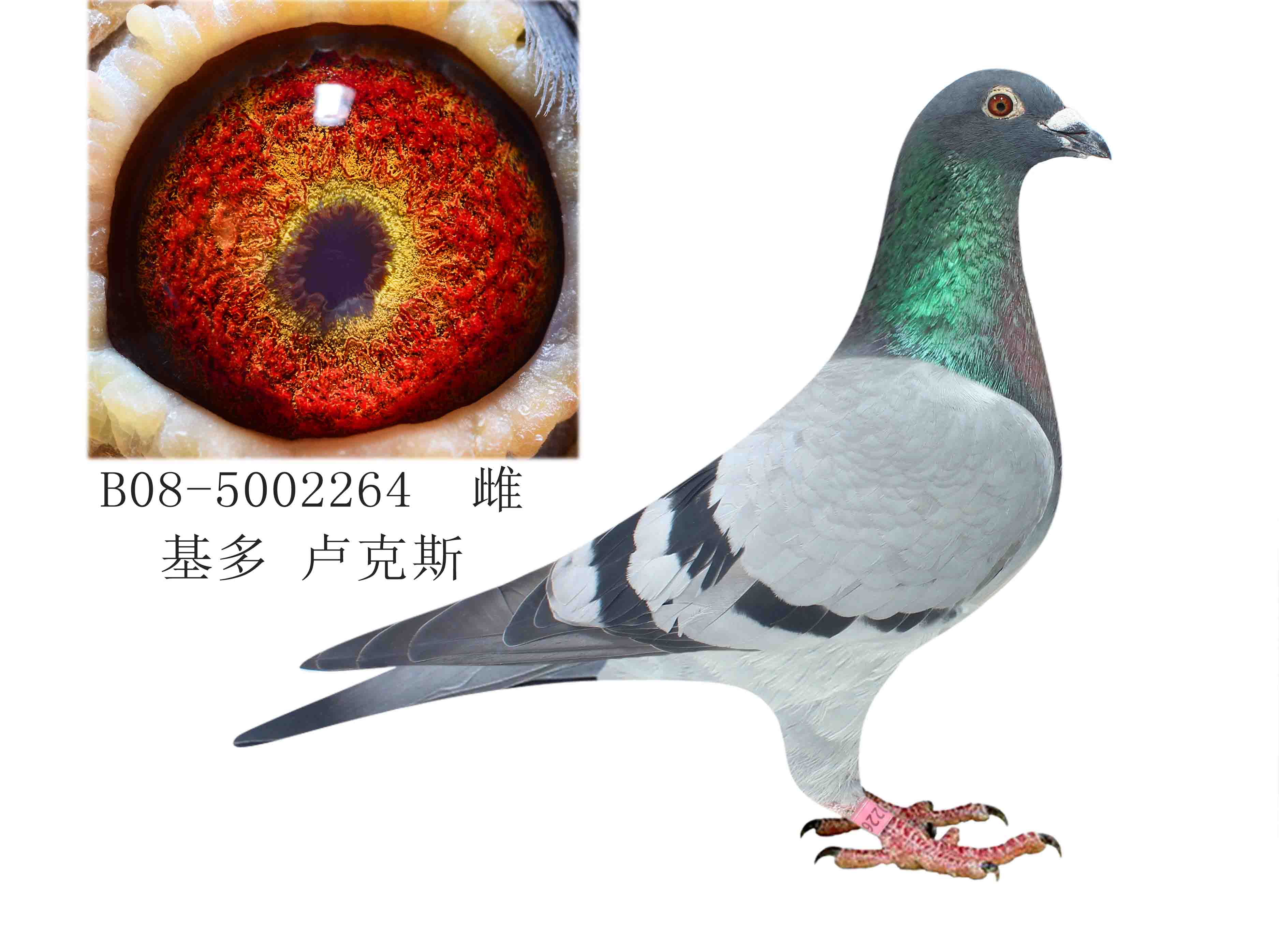 基多卢克斯