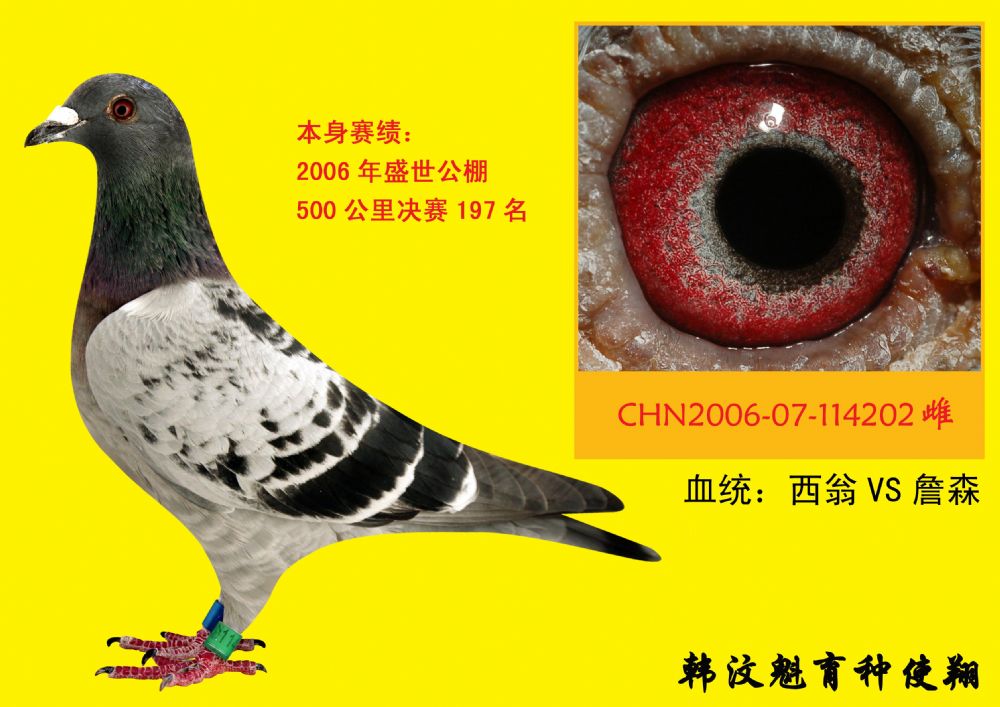 西翁vs詹森-114202