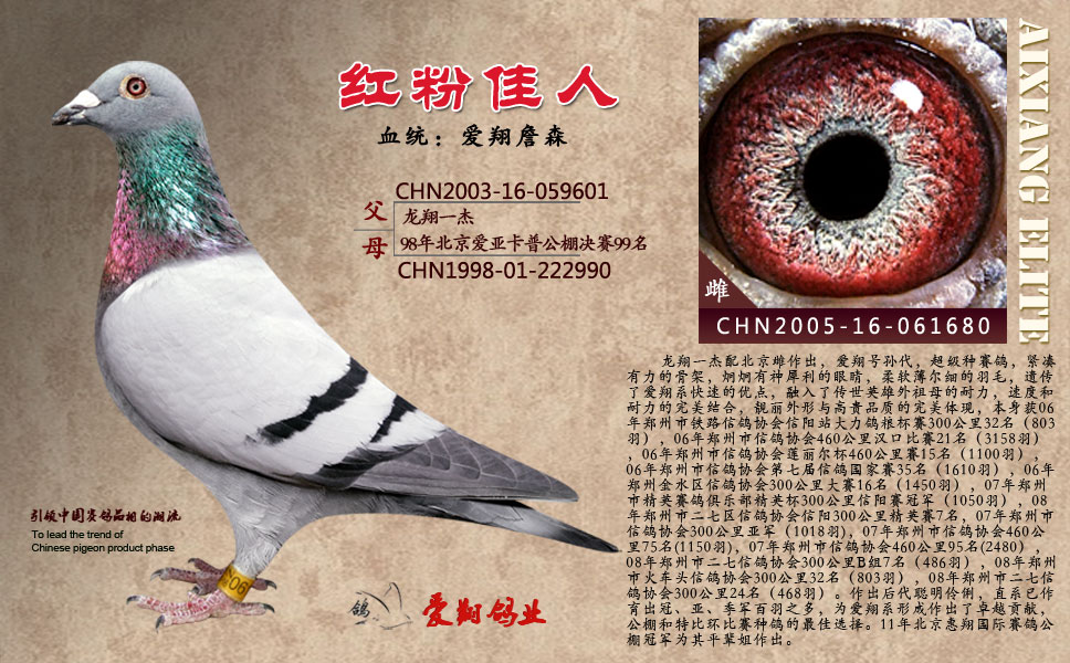 信鸽特征