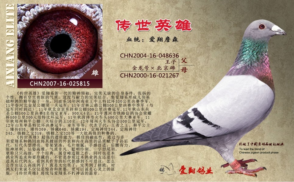 传世英雄_河南爱翔鸽业_ag188.com爱鸽商城_中国信鸽信息网