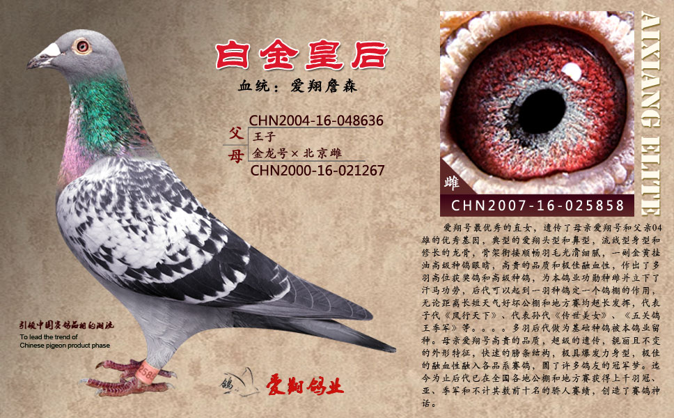 信鸽特征