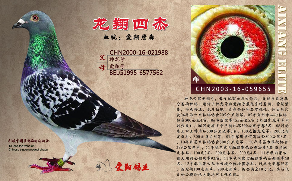 com爱鸽商城_中国信鸽信息网