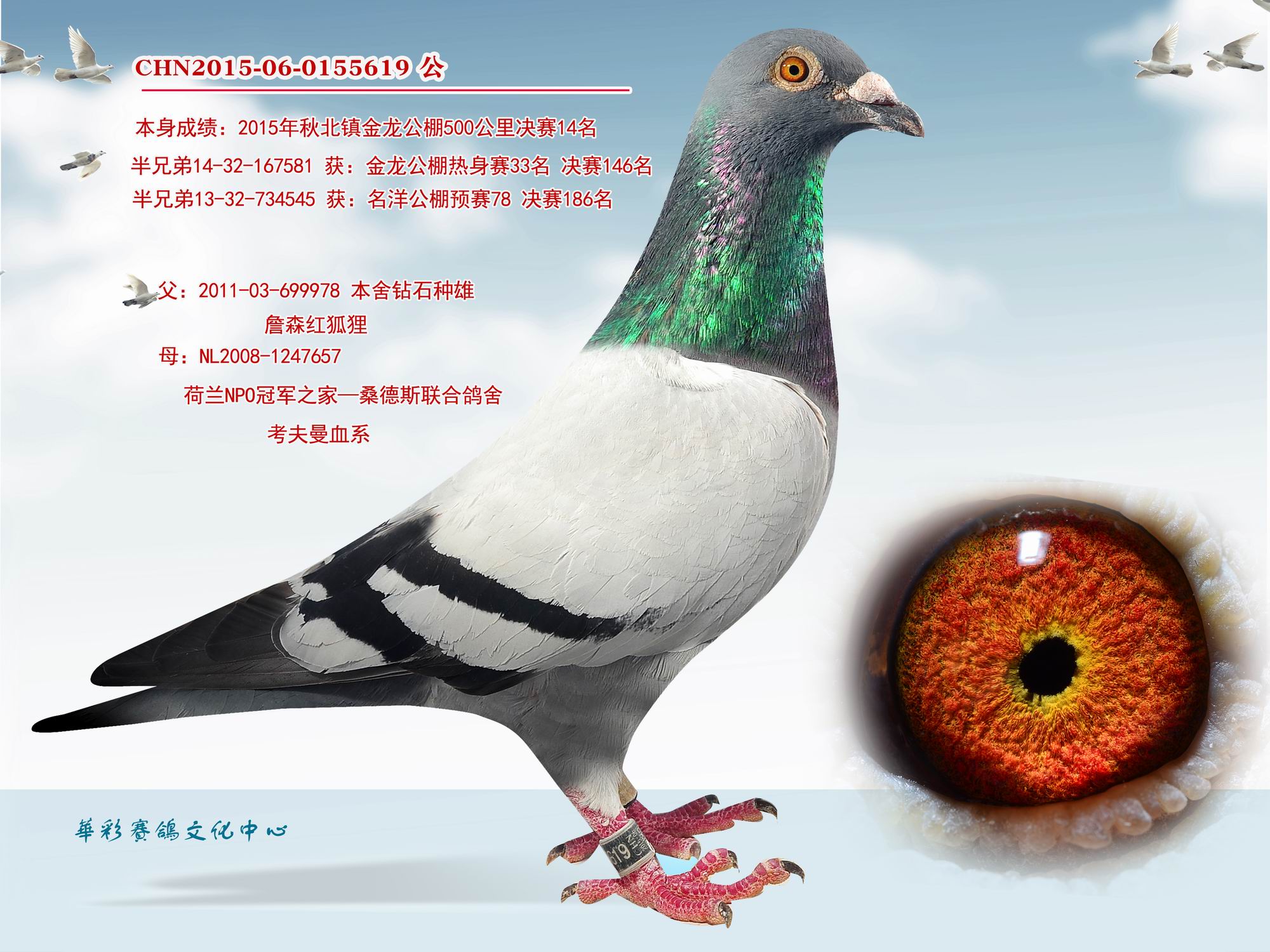 金龙公棚决赛14名_华彩赛鸽文化中心-中信网爱鸽商城