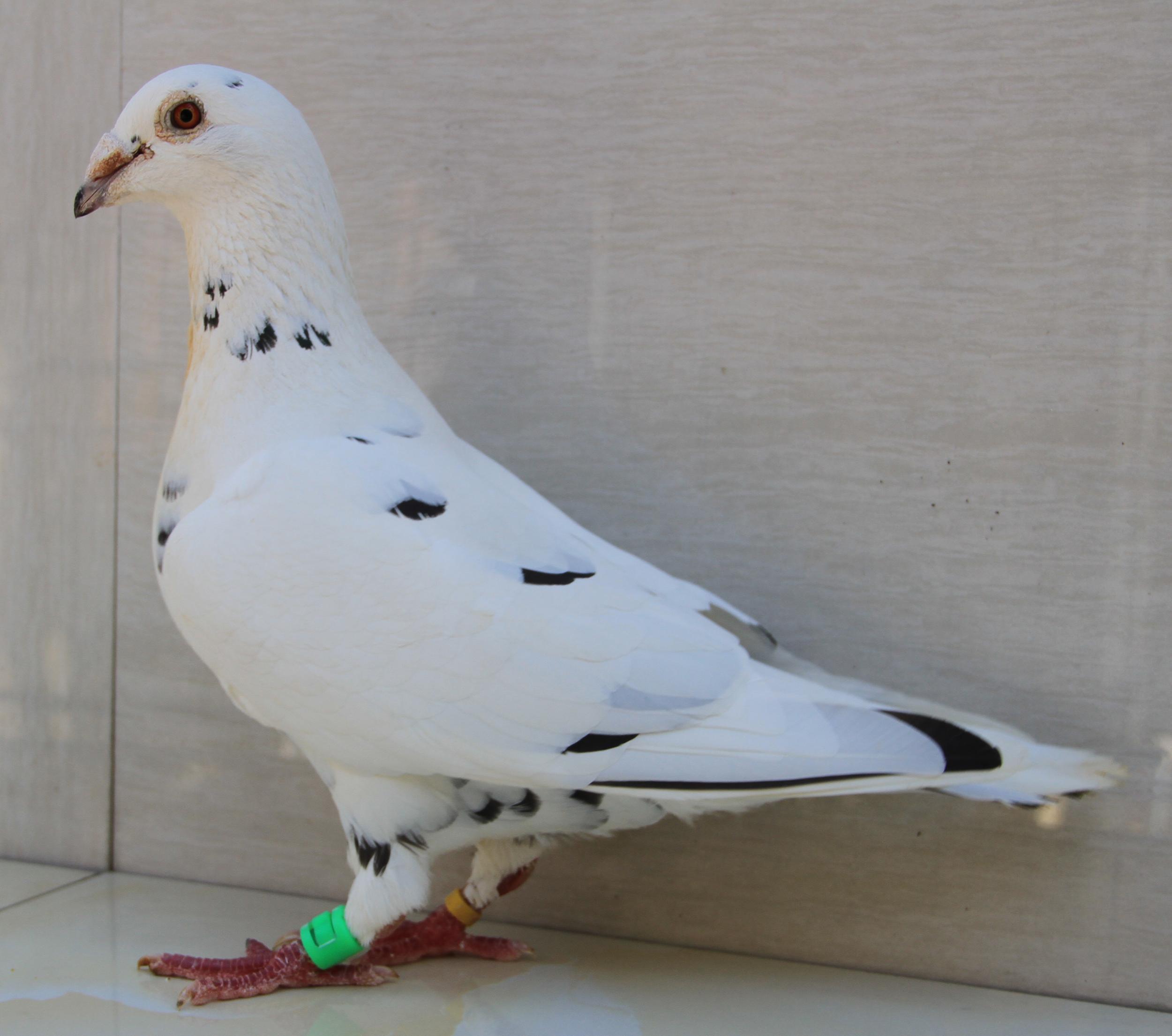 com爱鸽商城_中国信鸽信息网