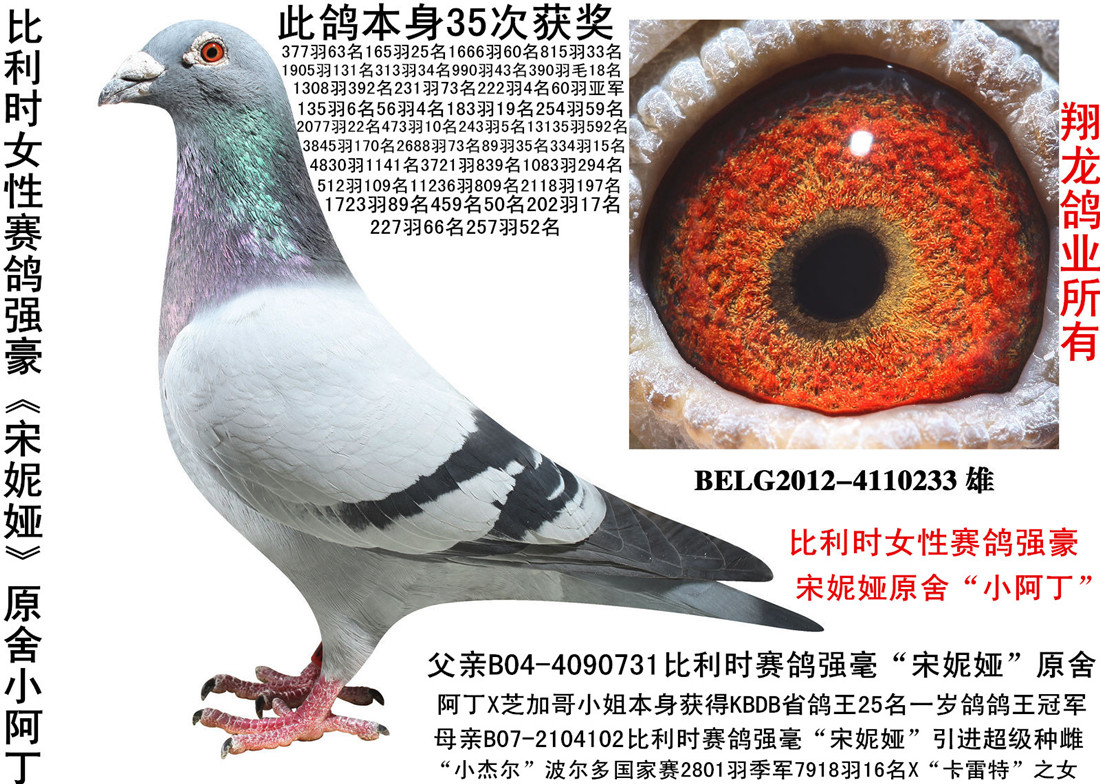 京城宋鸽子图片