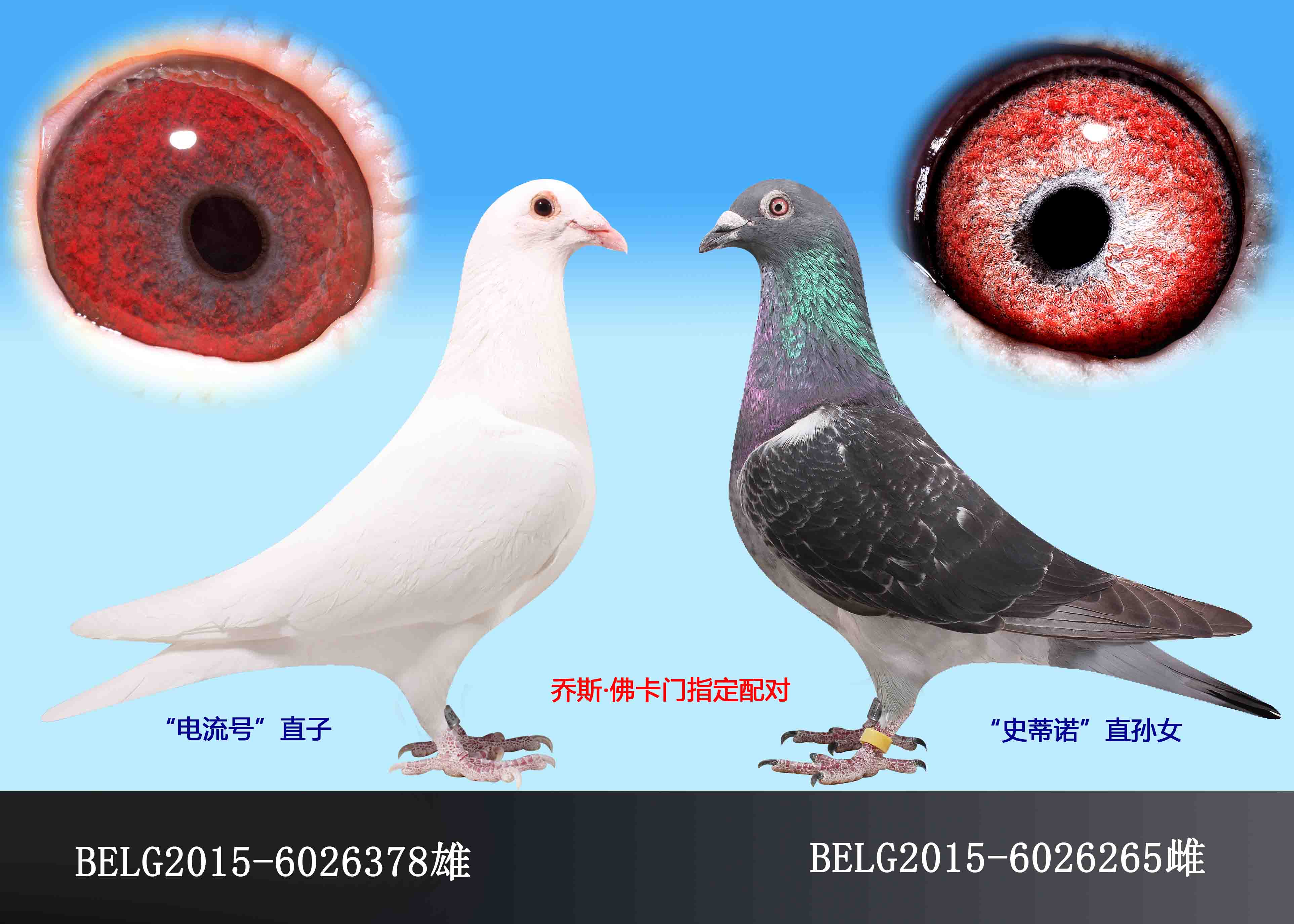 乔斯佛卡门指定配对