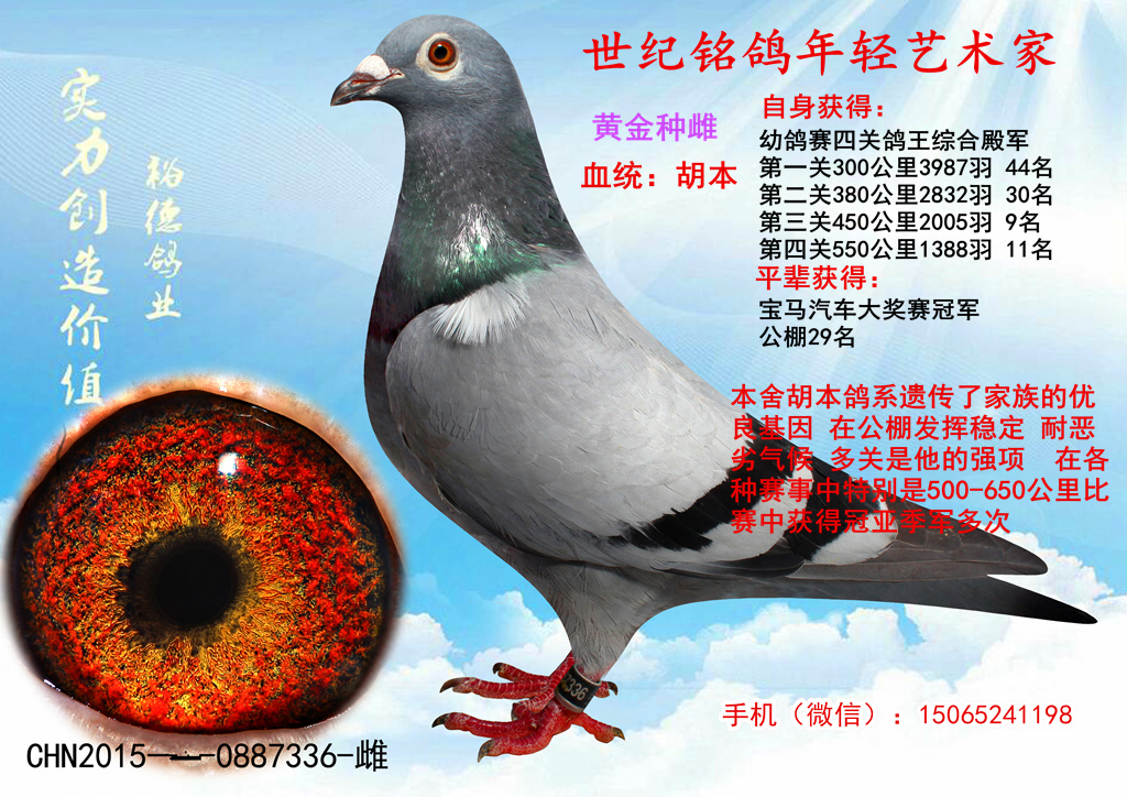 信鸽特征