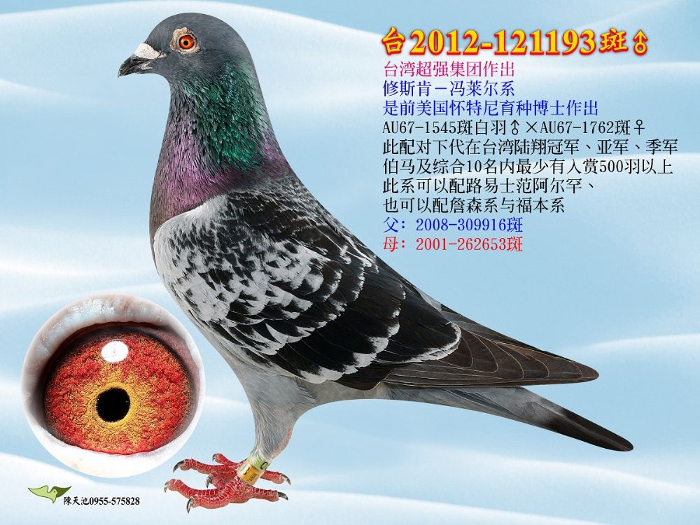 郑东龙印钞机种鸽图片图片