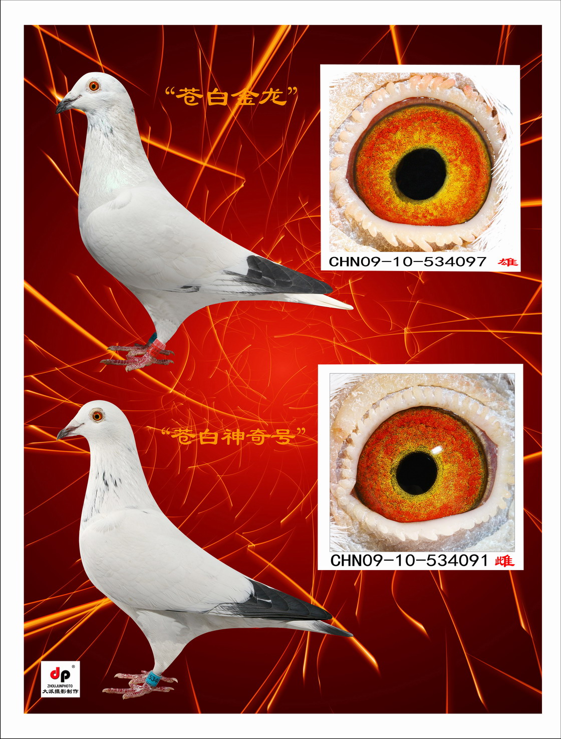 白尾黑信鸽