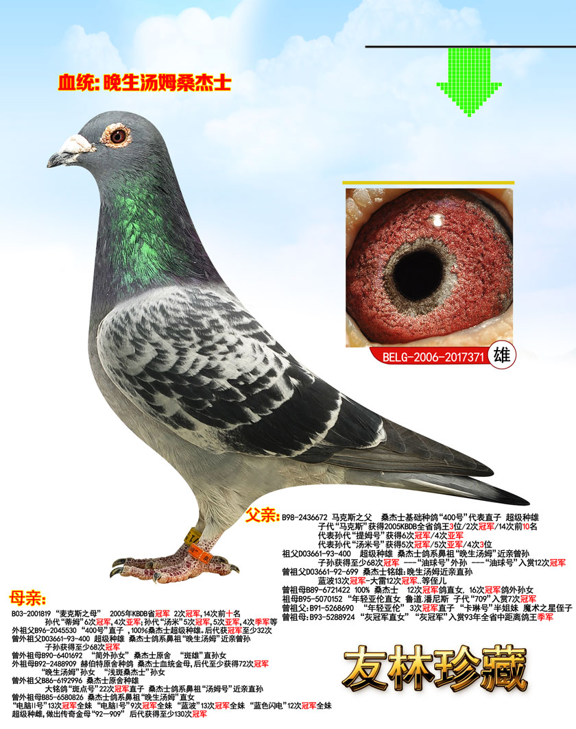 汤姆王朝371_山西友林鸽业_ ag188.com爱鸽商城_中国信鸽信息网