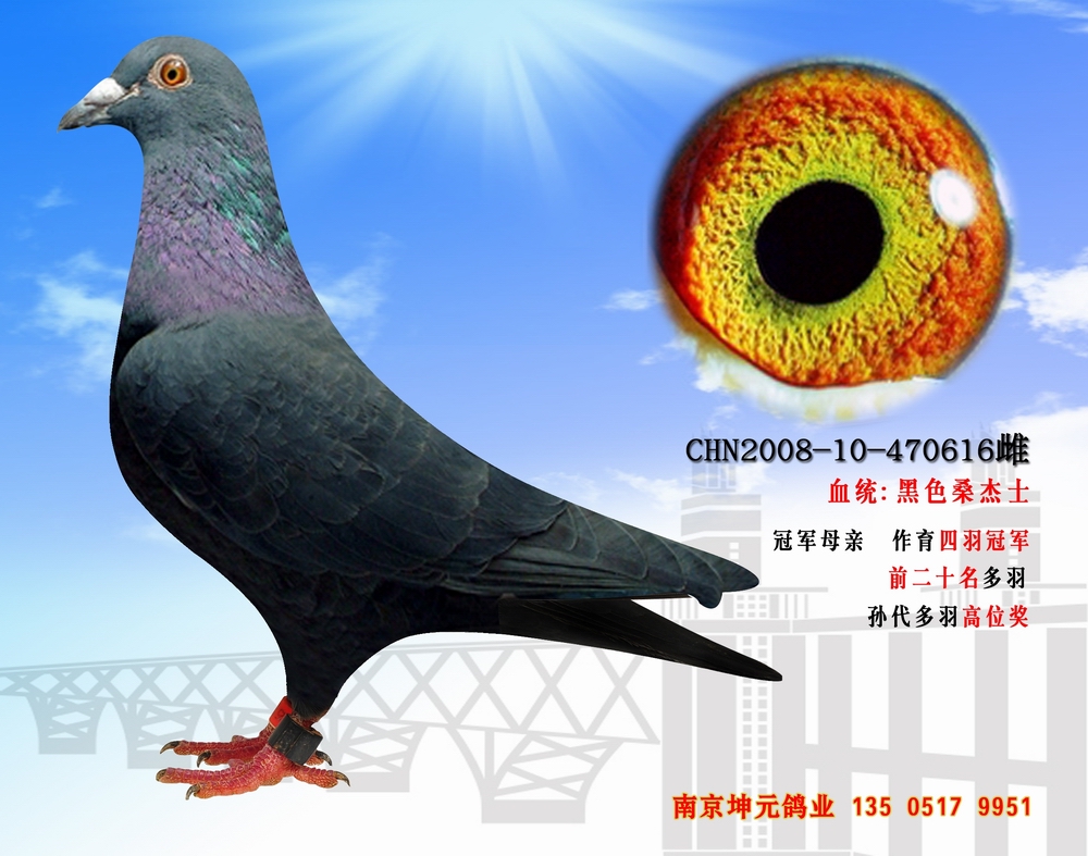 黑色桑杰士616公棚冠军之母