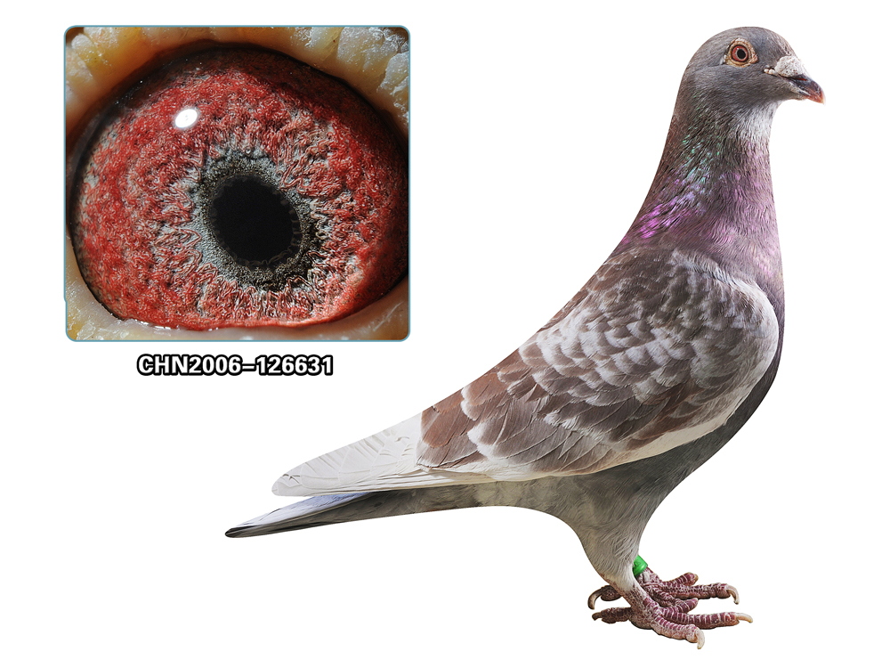 詹森红狐731近亲孙女_北京阳光鸽苑_ ag188.