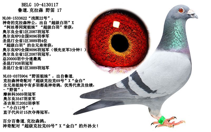 鲁道.克拉森_晨睿鸽舍-中信网爱鸽商城