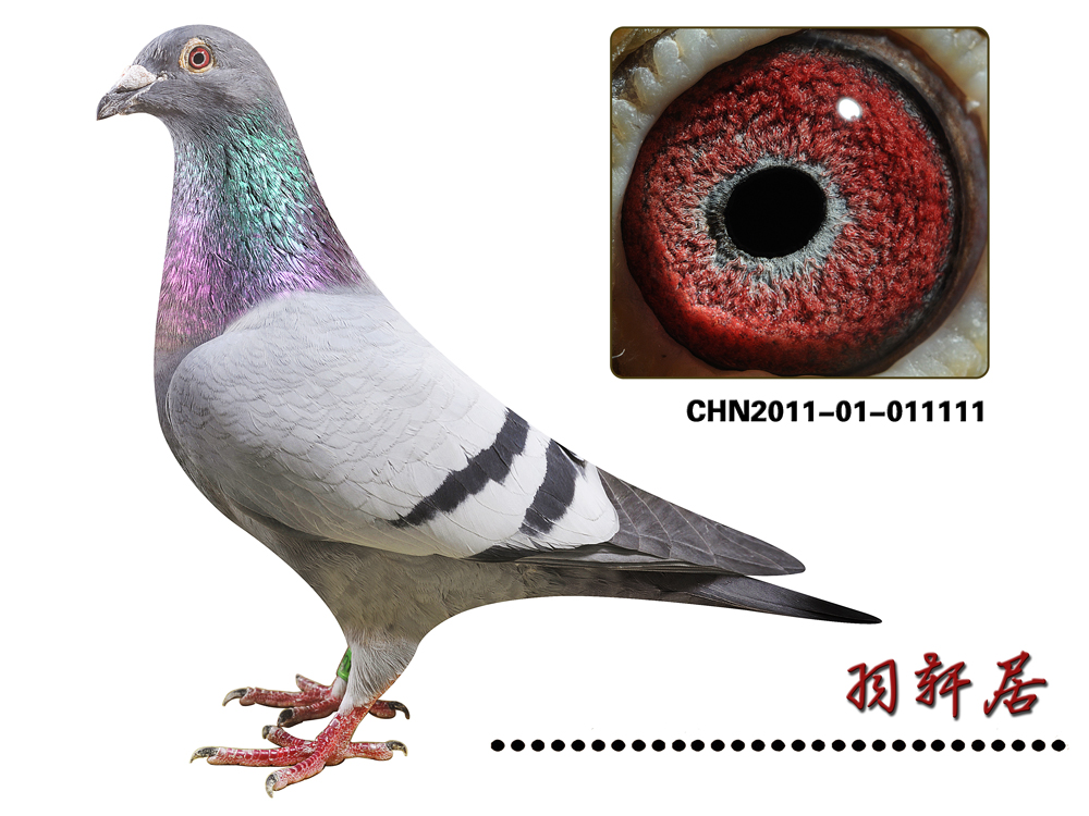 戈马力"秃头199"_羽轩居_ ag188.com爱鸽商城_中国信鸽信息网