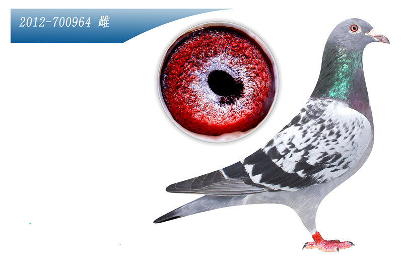 700公里冠军雌本身多次前十-晨睿鸽舍-中信网爱鸽商城