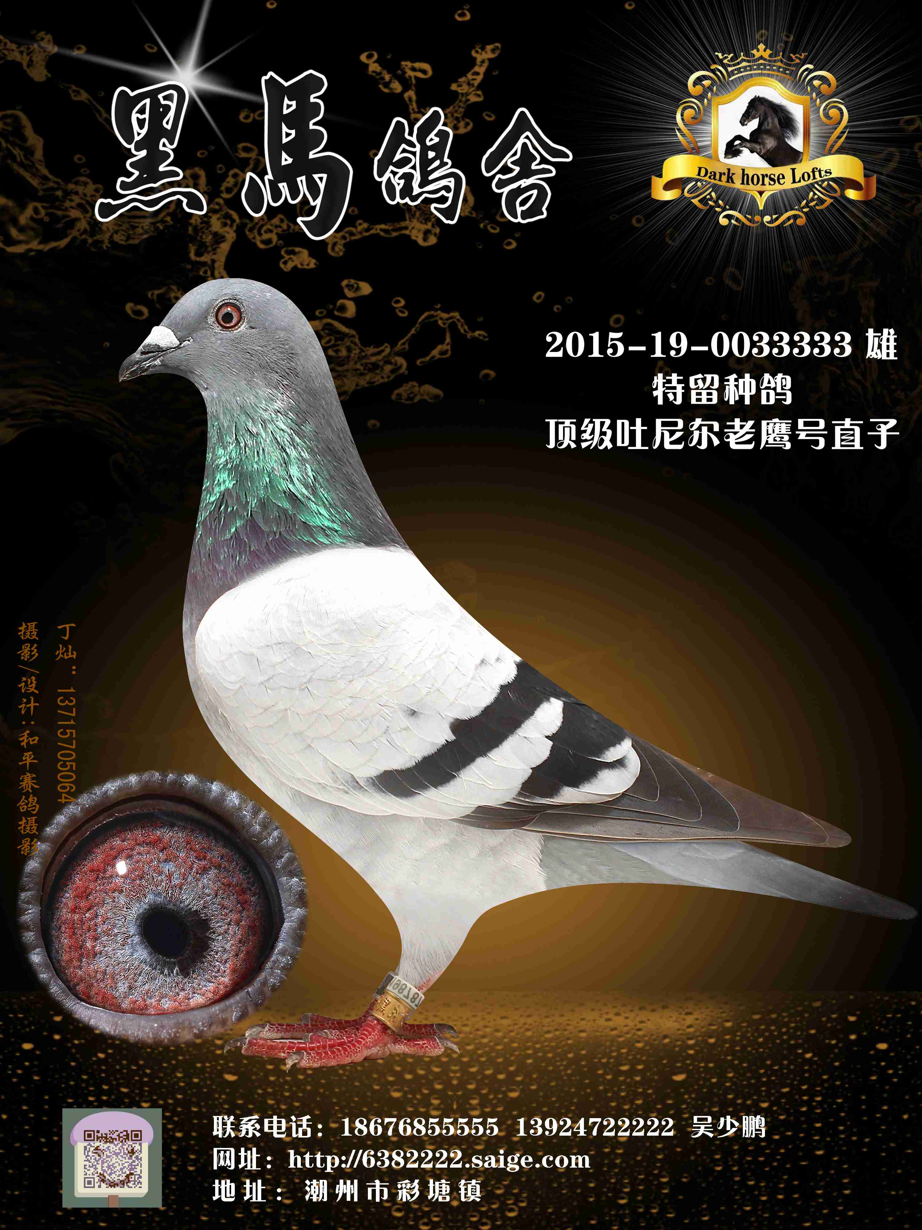 特留种鸽顶级吐尼尔老鹰号直子-1