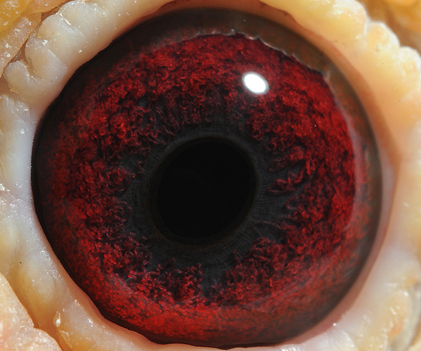 桑杰士"狼狗号"