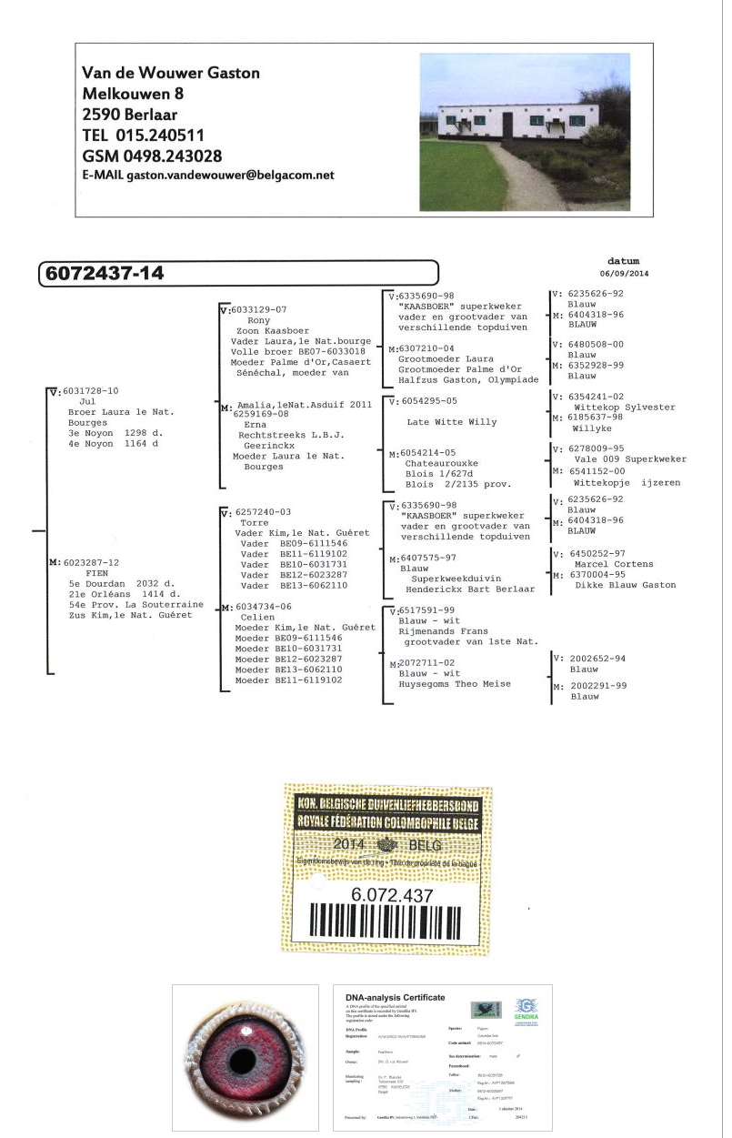 【小七月】—奶酪小子-已转售山西