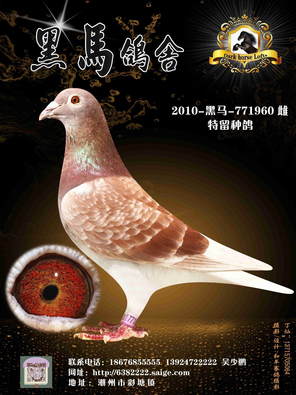 黑马鸽舍 - 中信网铭鸽展厅 www.ag188.com