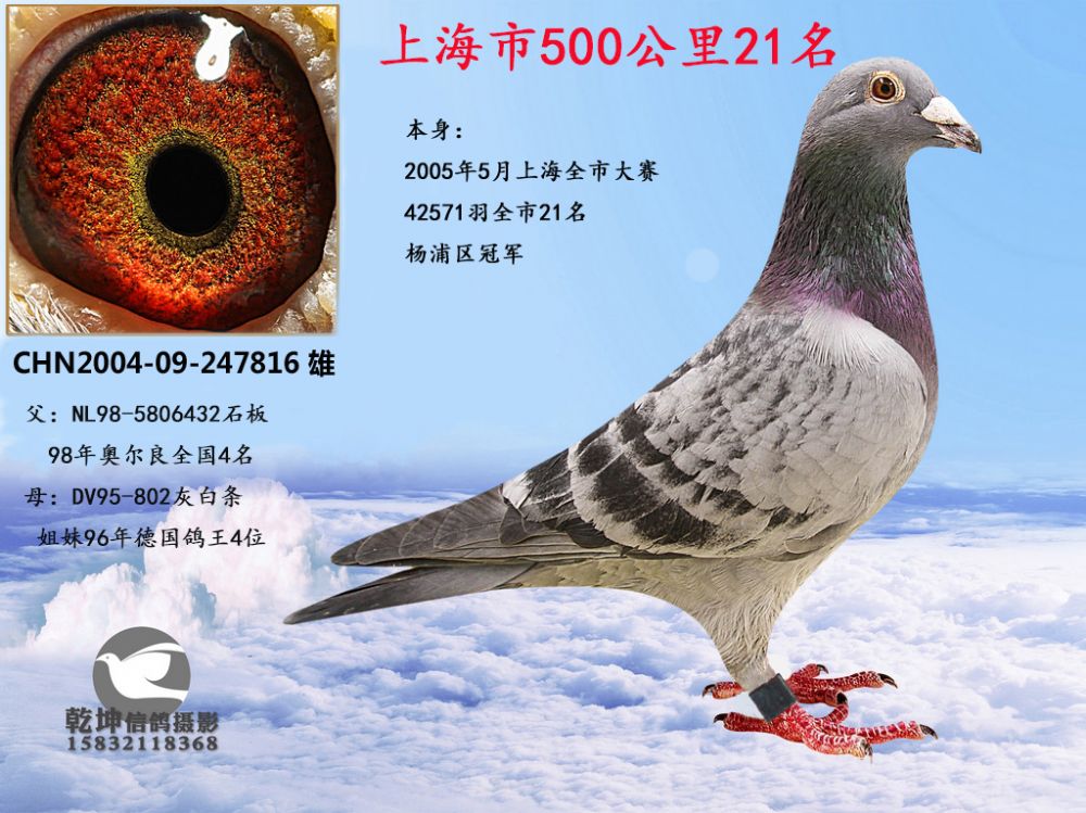 4万羽21名-长江道1号鸽业-中信网爱鸽商城