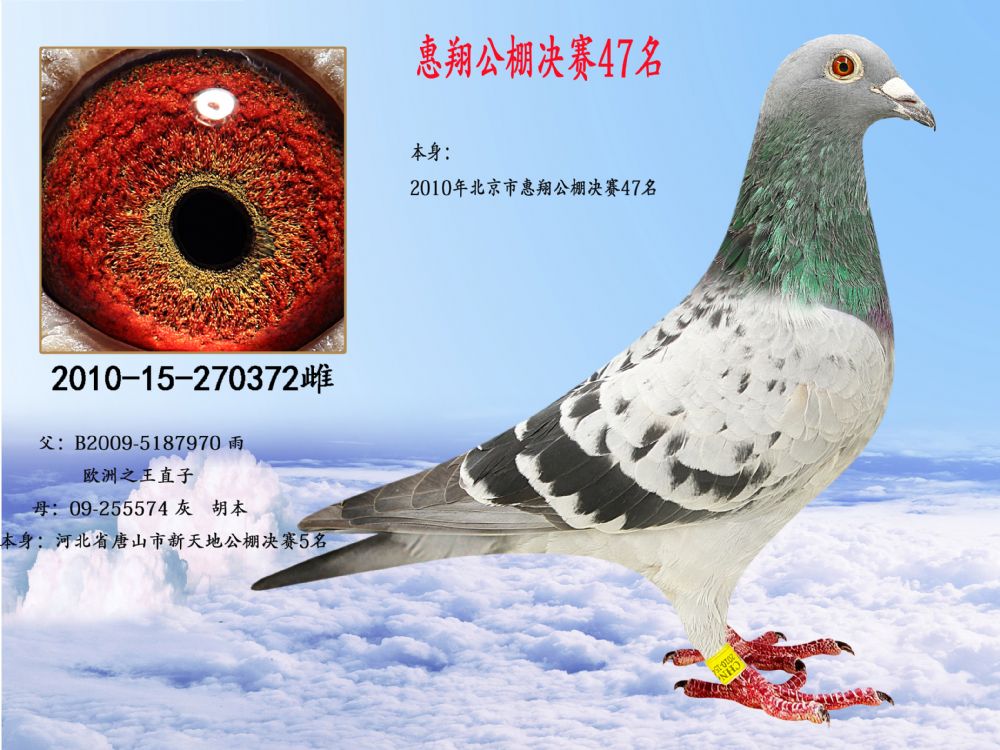 2015年惠翔获奖鸽欣赏图片